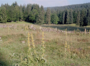gentiane15
