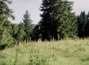 gentiane16