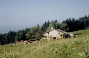 gentiane26