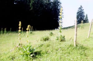 gentiane30