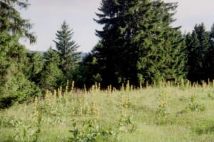 gentiane31