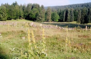 gentiane32