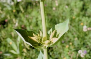 gentiane35