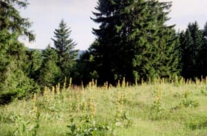 gentiane41